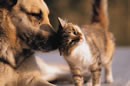 Veterinarians heal pets